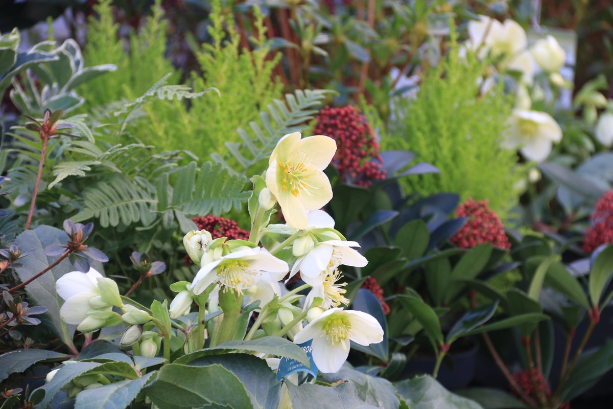 You can have colour. Colour is back. Spring flowers are opening. The #snowdrops are starting. The primroses are opening. The #hellebores and #daffodils are budding up and bursting. You can have colour in your pots, colour in your borders. #primroses #bellis #daisy #narsisus