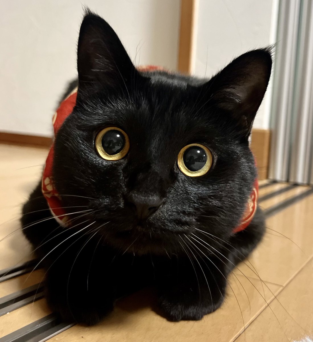 uni_kuroneko's tweet photo. ふむふむ。

#黒猫 https://t.co/GT31T9TzD5