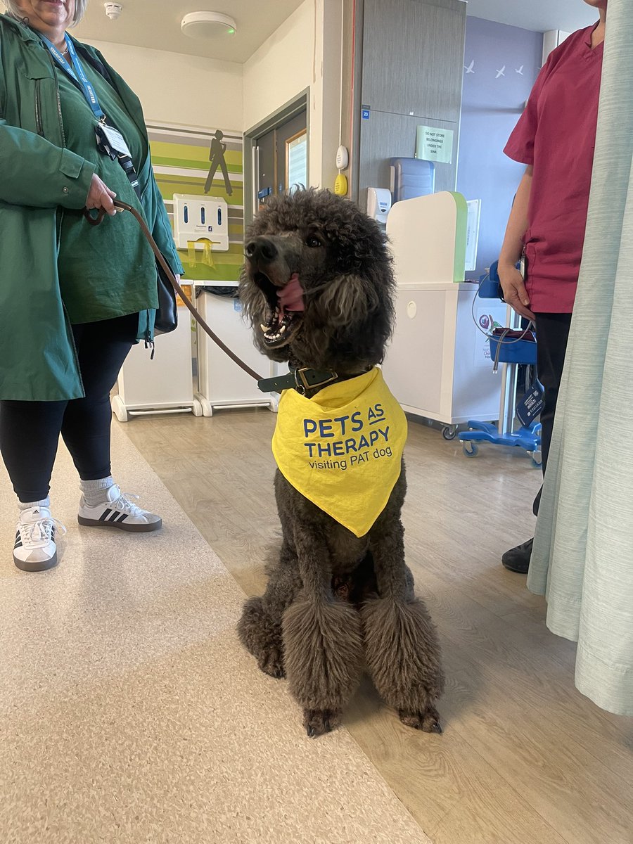 Ward E39, Nottingham Children’s Hospital🎗 (@e39oncology) on Twitter photo PAT Dog Rupert visited <a href="/e39oncology/">Ward E39, Nottingham Children’s Hospital🎗</a> this week 🐾 he definitely put a smile on all the children and TYAs faces ☺️😁 I think the staff secretly enjoyed his visit too! 🐩🦴 #e39 #NCHexcels #PATdog <a href="/E39sharedgov/">Ward E39 Shared Governance 🎗</a> PAT Dog Rupert visited <a href="/e39oncology/">Ward E39, Nottingham Children’s Hospital🎗</a> this week 🐾 he definitely put a smile on all the children and TYAs faces ☺️😁 I think the staff secretly enjoyed his visit too! 🐩🦴 #e39 #NCHexcels #PATdog <a href="/E39sharedgov/">Ward E39 Shared Governance 🎗</a>