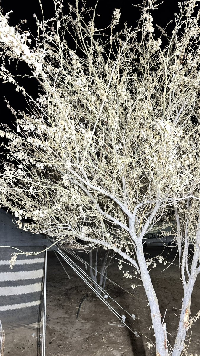 السلام عليكم ورحمة الله وبركاته 

هذا شجرنا بعد الامطار 

اغلبه يابس 

ويش السبب 

وهل من طريقه لتلافي ذلك مستقبل 

الاخوه المزارعين للافادة