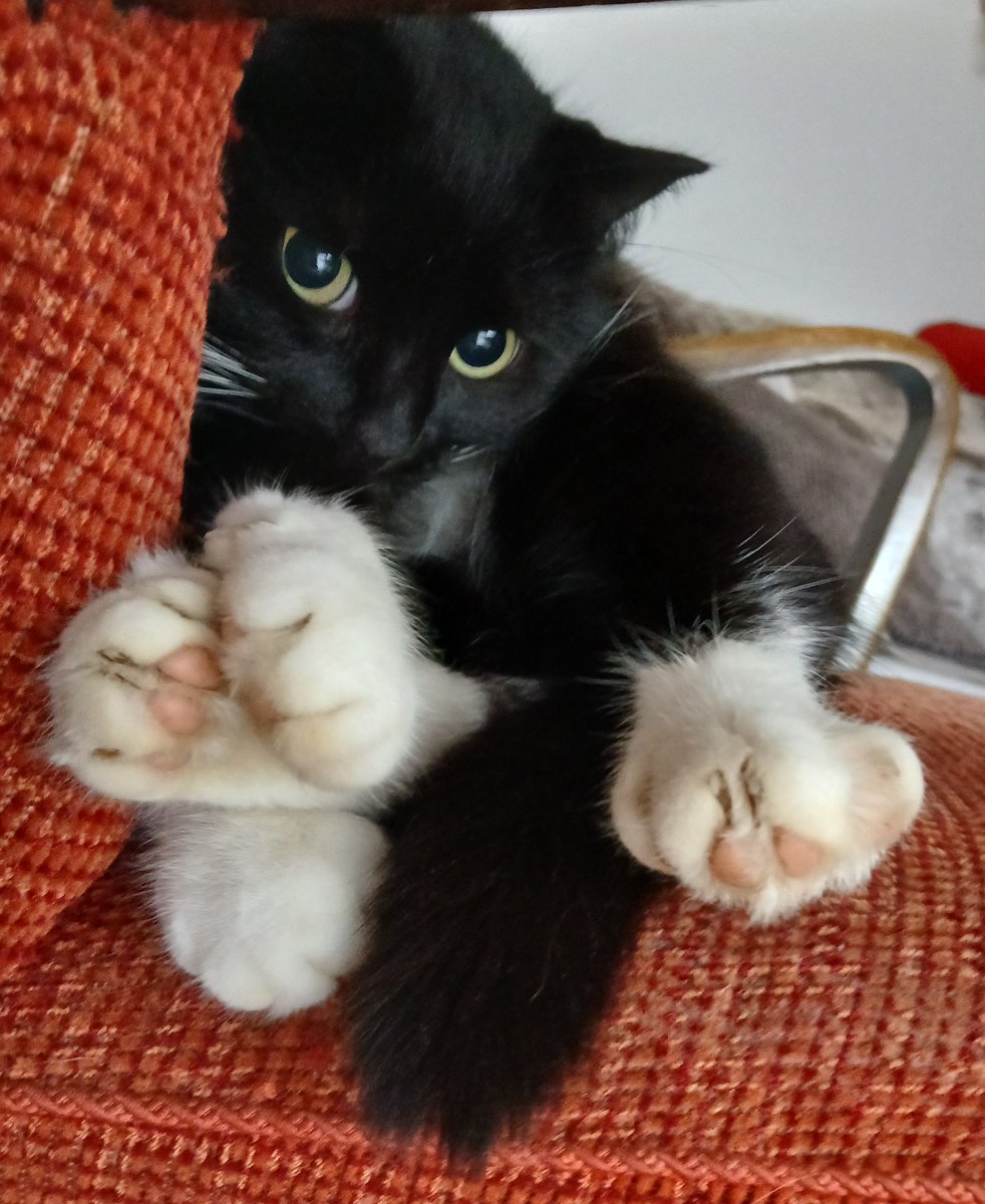 🐈‍⬛ meow 🐈‍⬛
Allen einen katztastischen Samstag 😻