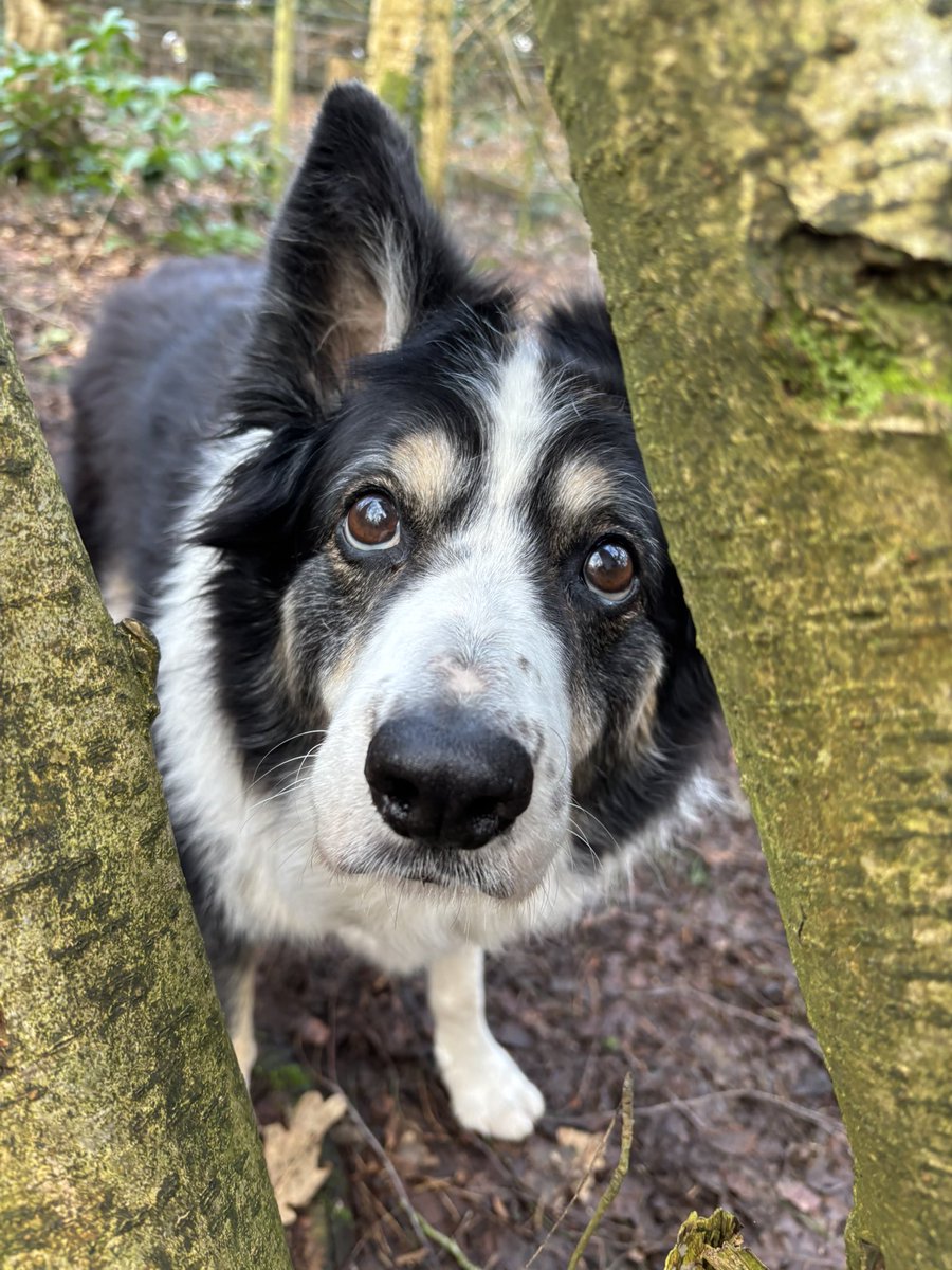 Puppy Bess and Auntie Kes tweet media