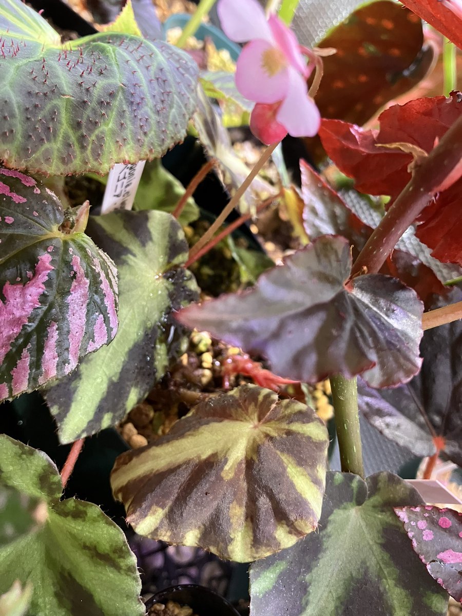 ベゴニア　クレオパトラエが開花しました、🎵

小さくで可愛い花がとても魅力的です。^_^

#ベゴニア
#開花