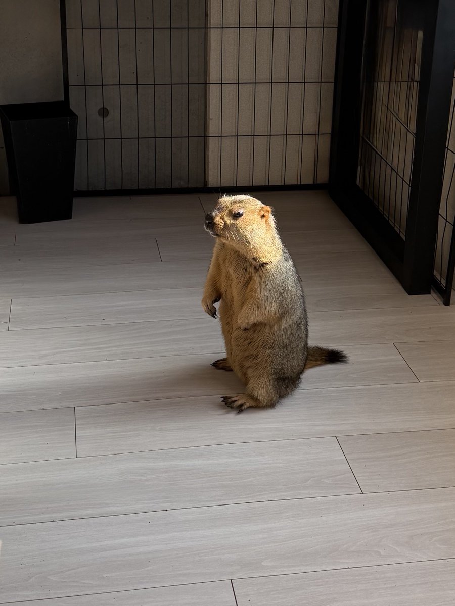 ドクターマーモット tweet media