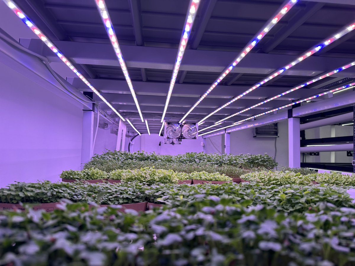 PP Tetuán tweet media