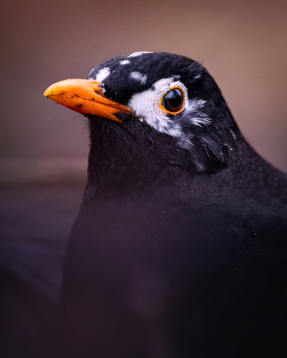 edzhuss's tweet photo. Parasti visi melnie mežastrazdi dzied "es nevaru būt balts...", bet šis gan iet pret sistēmu 🙂 (01.02.2025, Ķengarags)
#Turdusmerula https://t.co/HylWZVYBr2