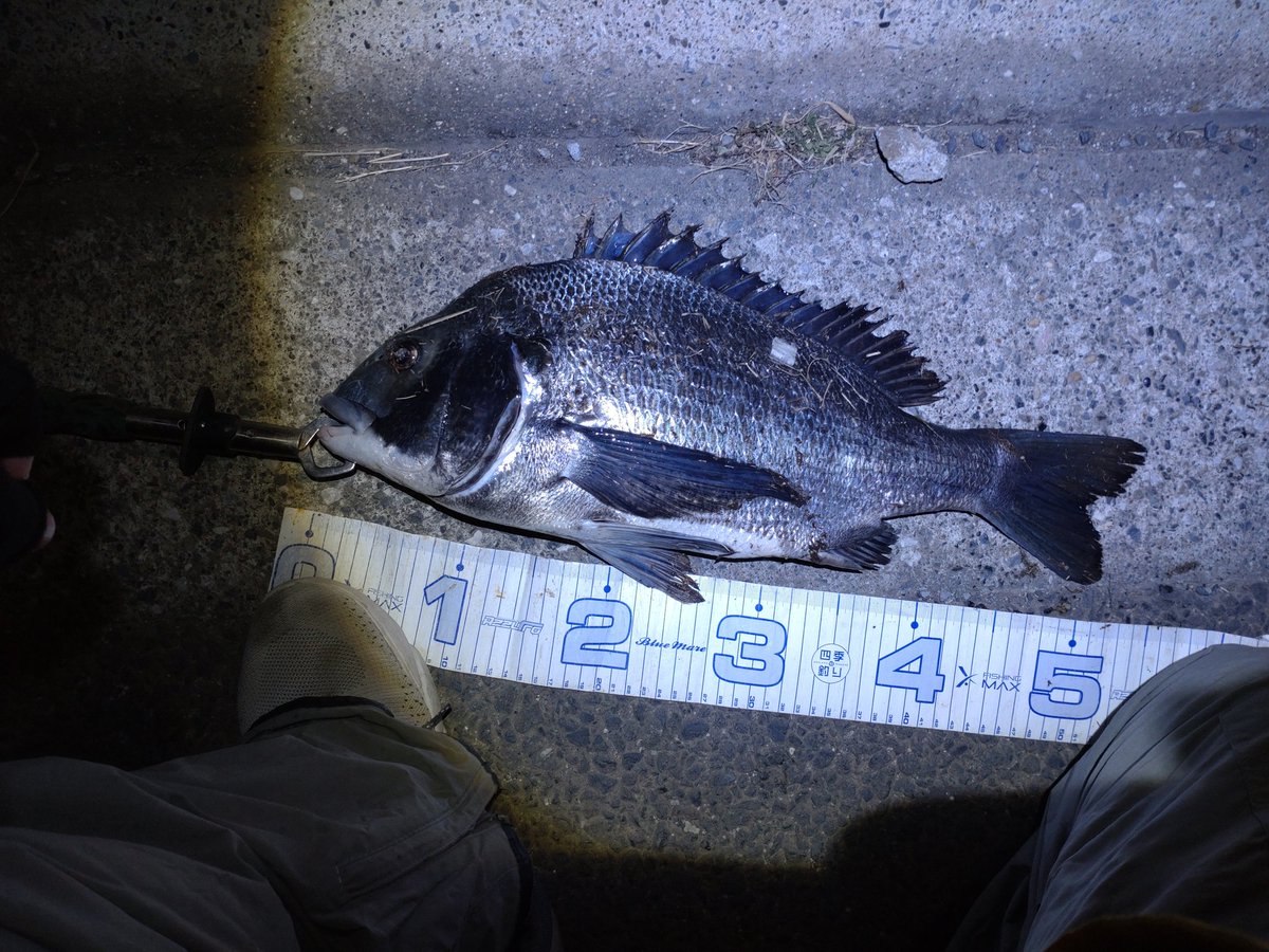 umizuuuri's tweet photo. 年無ゲットー

やったぜー

＃東京湾　＃シーバス　＃魚　＃釣り
＃チヌ　　＃年無　＃新中川 https://t.co/Wr6Ag9ZM0I