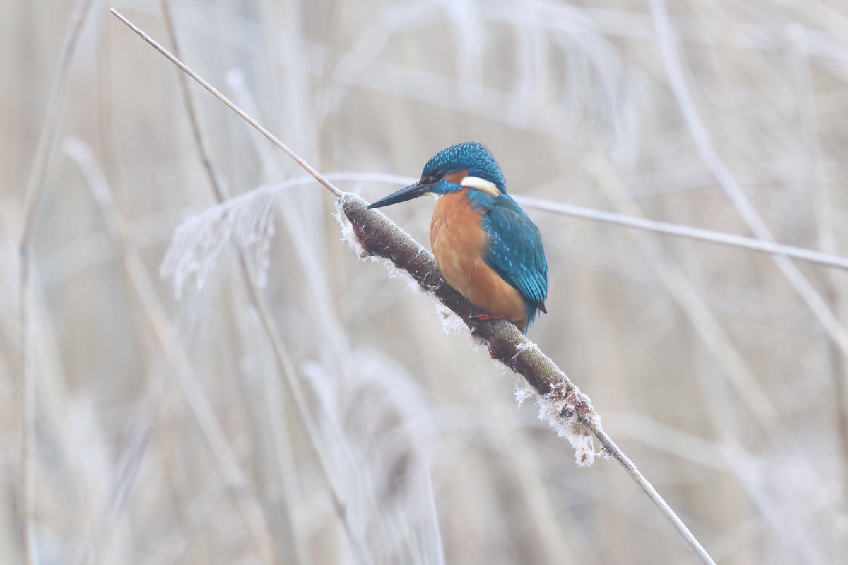 marco glastra tweet media