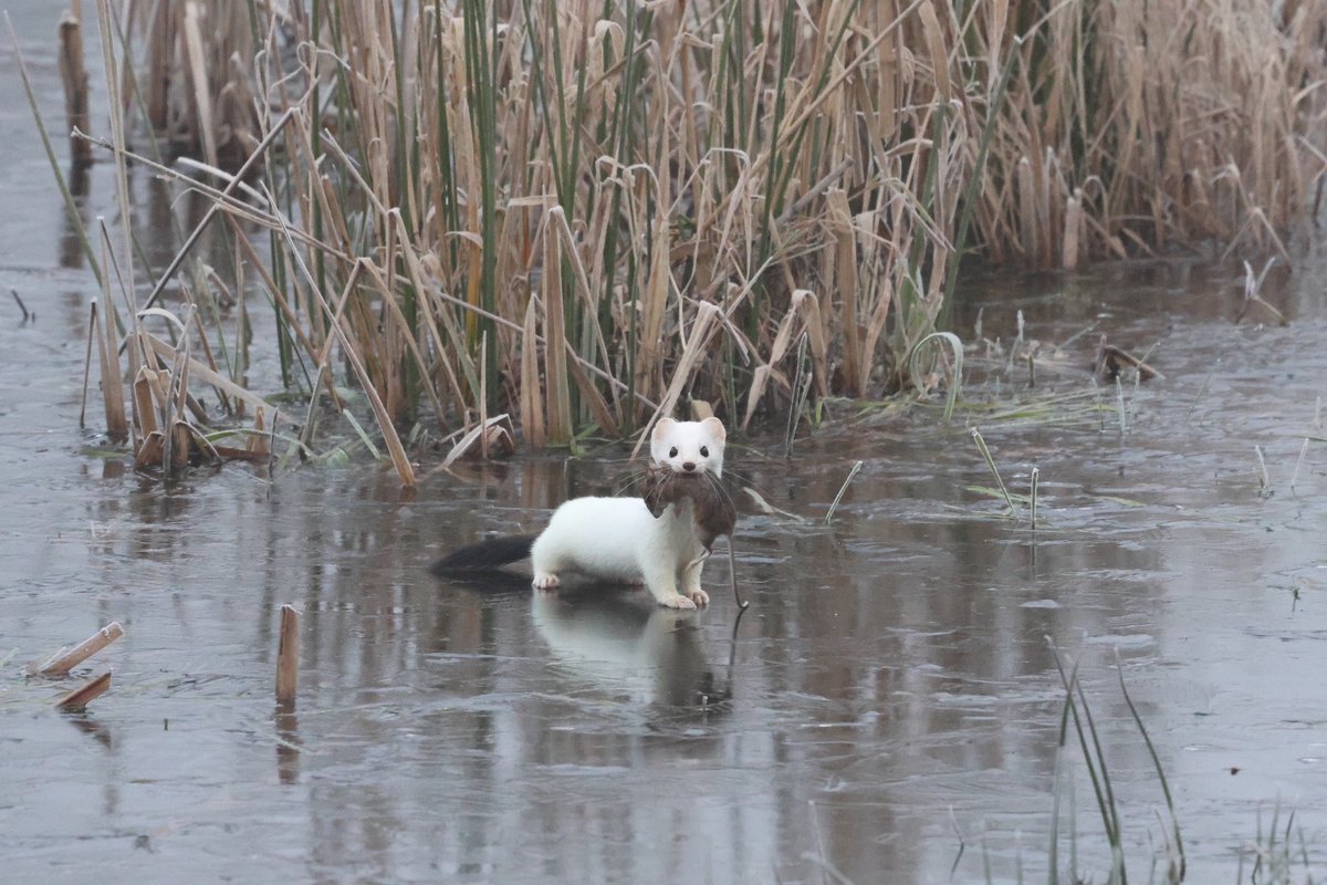 marco glastra tweet media