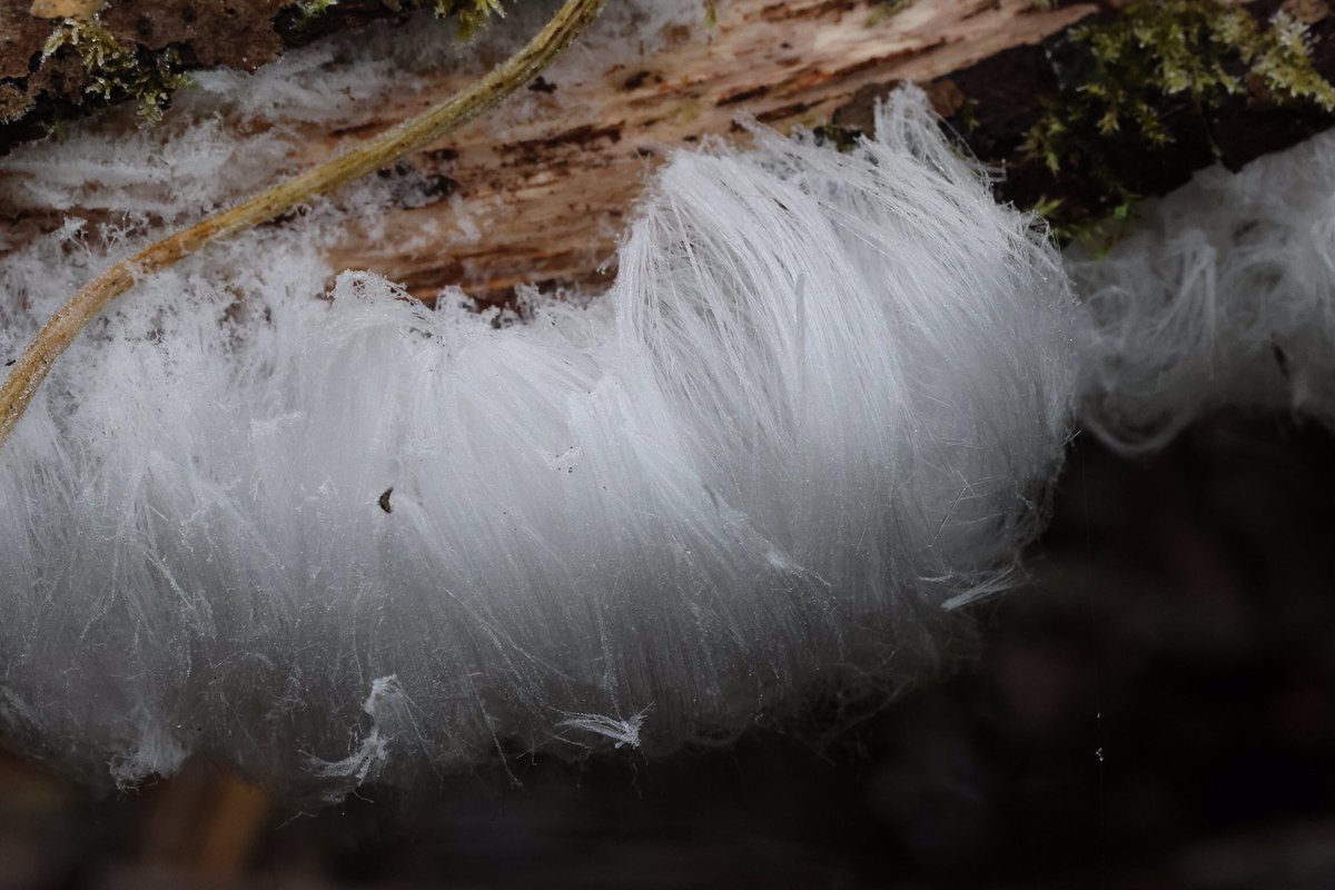 marco glastra tweet media