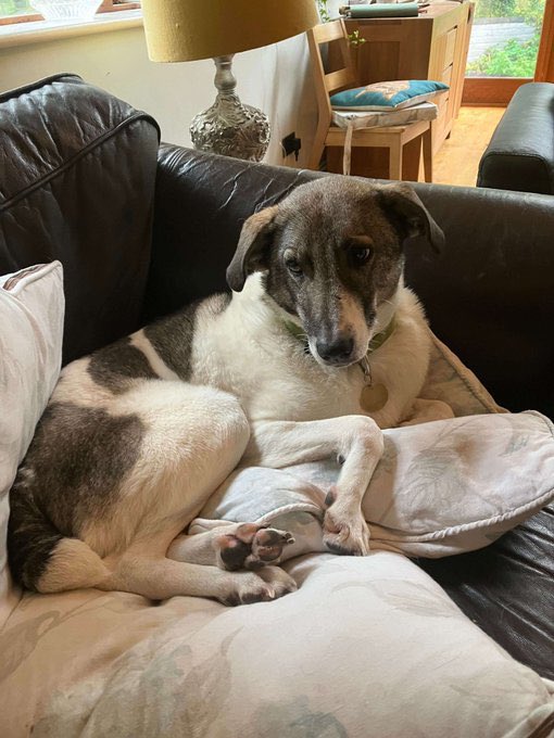 EvermoreDog's tweet photo. Sweet Maisie is still in kennels. We really want to see her in a home. 

If anyone is able to offer her a foster or forever home, please DM us ❤️ https://t.co/v1cIbx3vrK