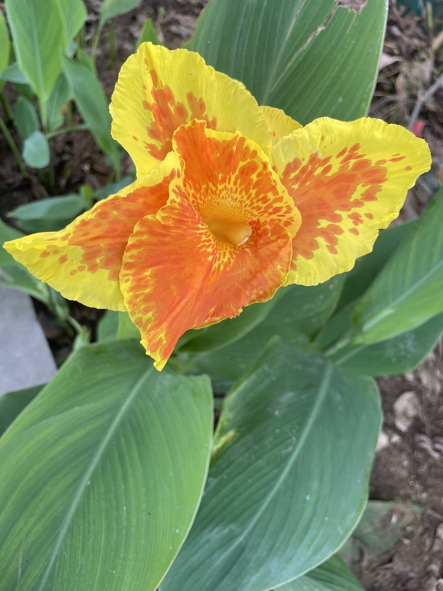 thangamaniS's tweet photo. #Floweroftheday  canna Lilly https://t.co/tnSnHx2z9D