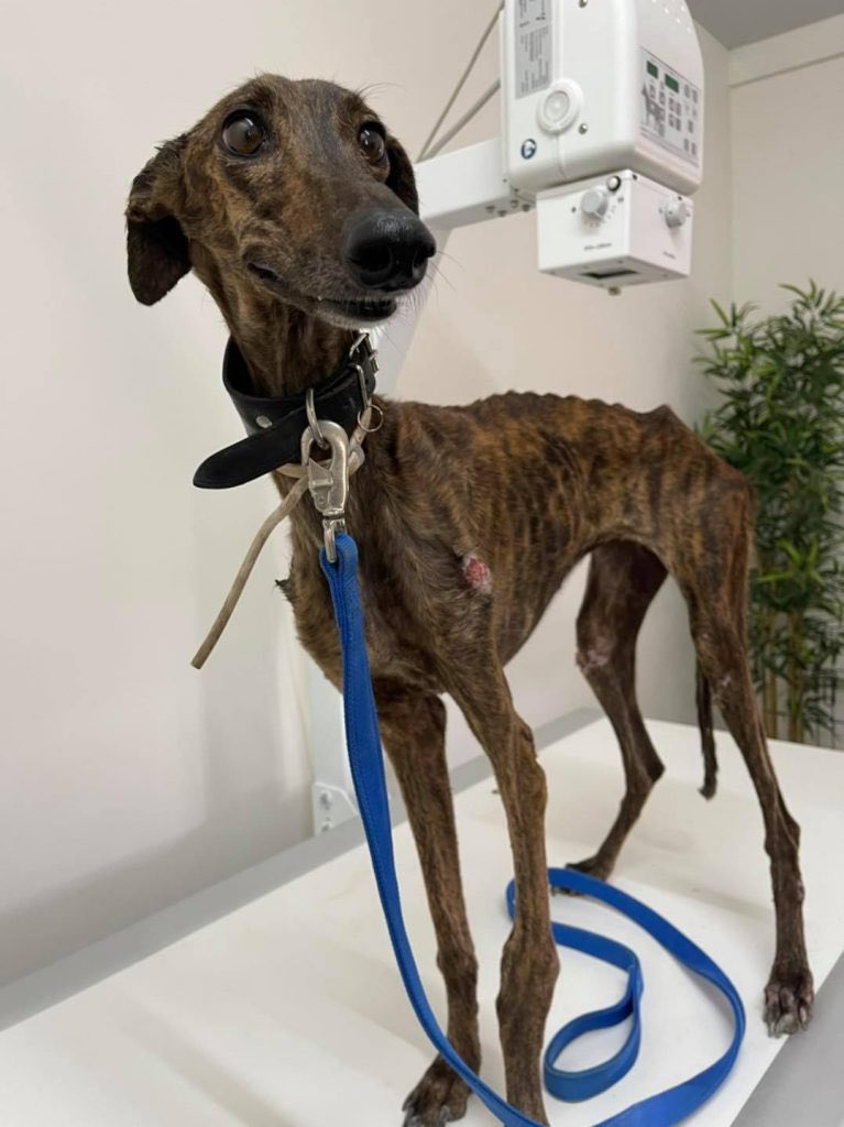 LigueDesAnimaux's tweet image. C’est la journée mondiale des Galgos.

Ces chiens sont utilisés comme des outils par les chasseurs espagnols. 

Des milliers de lévriers sont maltraités et abandonnés chaque année à la fin de la saison de chasse.

D'autres sont cruellement assassinés, pendus à quelques mètres du…