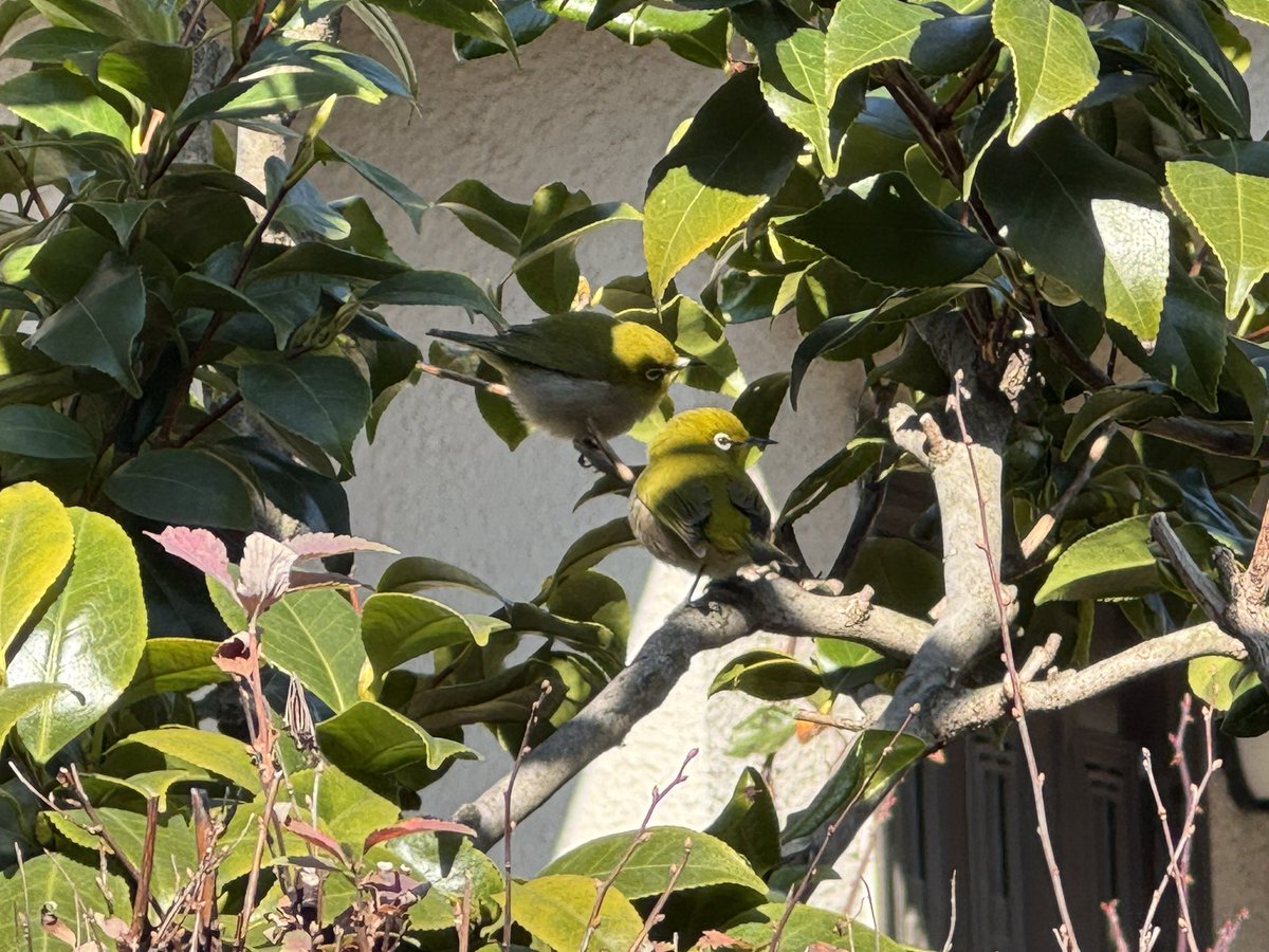 ウグイスっぽい鳥いた！可愛かった！