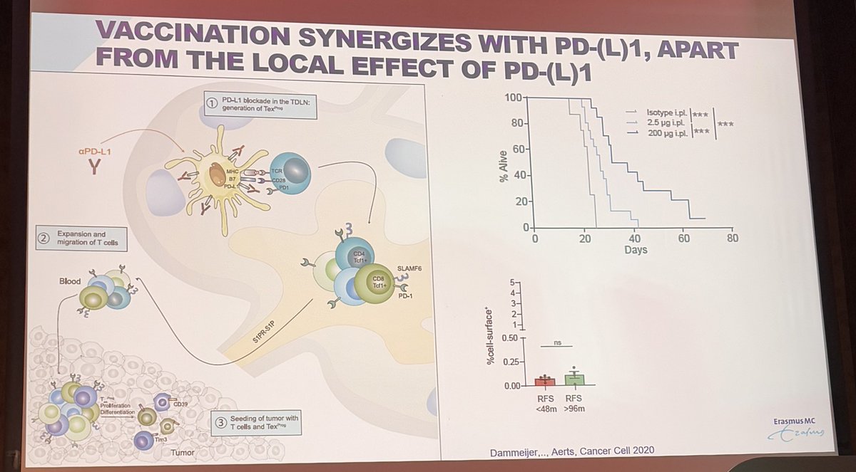Stephen V Liu, MD (@stephenvliu) on Twitter photo Dr. <a href="/AertsProf/">prof Joachim Aerts</a> offers a prediction on the future of 1L immunotherapy for NSCLC at #ITCD2025. Excitement about bispecific antibiotics including ivonescimab. Will cancer vaccines make an impact here? Dr. <a href="/AertsProf/">prof Joachim Aerts</a> offers a prediction on the future of 1L immunotherapy for NSCLC at #ITCD2025. Excitement about bispecific antibiotics including ivonescimab. Will cancer vaccines make an impact here?