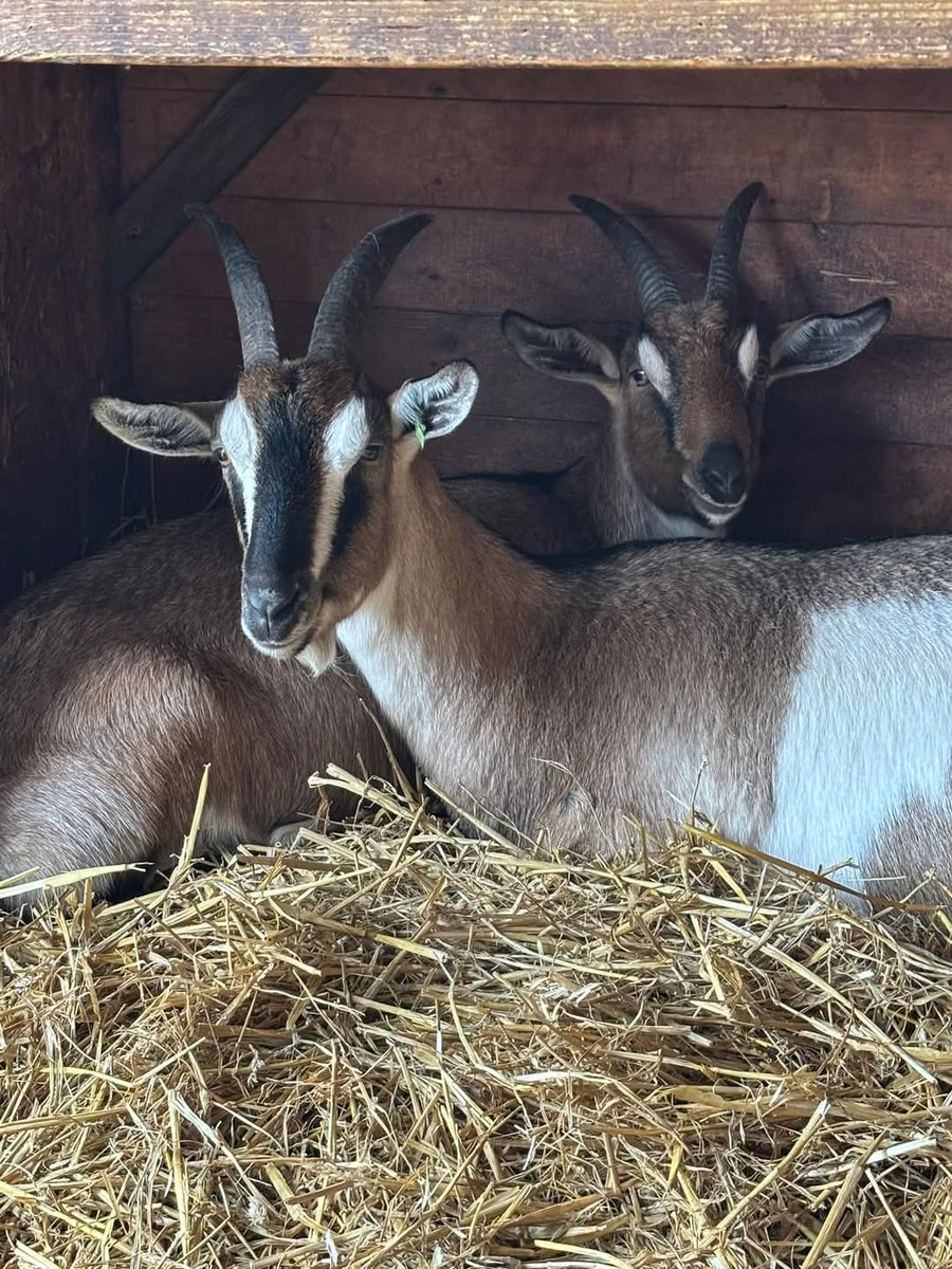 English Goat Breeders Association tweet media