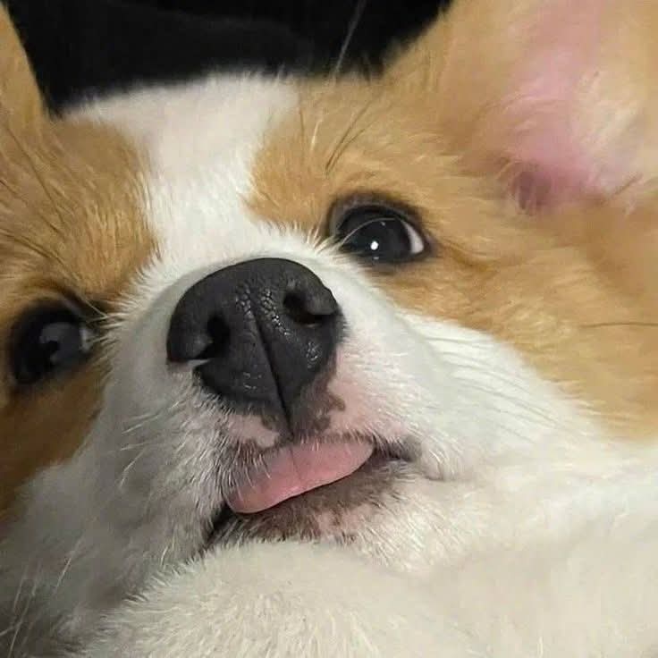 corgi_lovers2's tweet photo. Good morning friends 🥰🇺🇲
#corgilove #corgidog #corgicute https://t.co/yJvFAblc3q