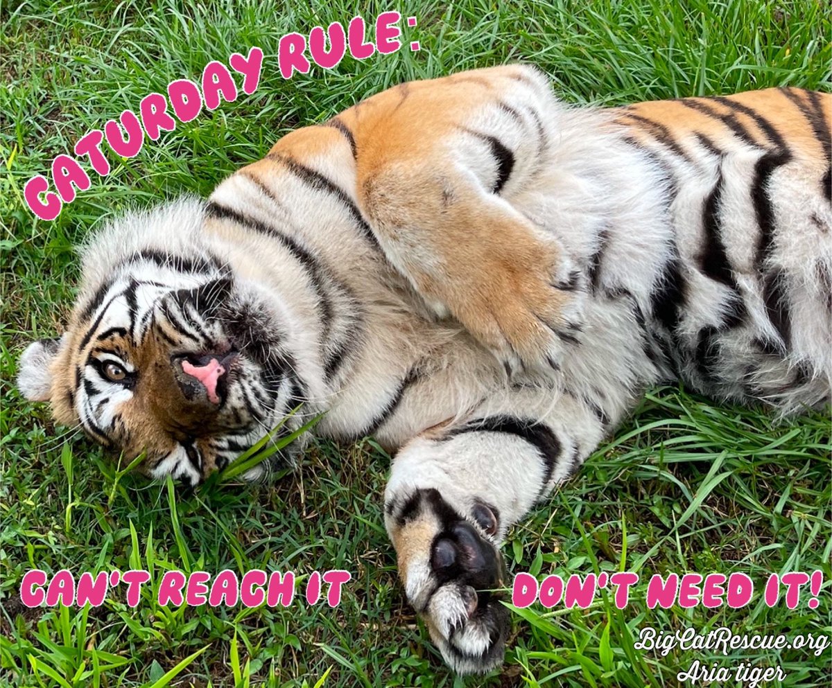 BigCatRescue's tweet photo. “CATurday rule: can’t reach it, don’t need it!”
#AriaTiger #BigCatRescue #Tiger #Cat #Saturday #Caturday #SaturdayVibes #Relax #CaroleBaskin https://t.co/a9R46ZGxa0