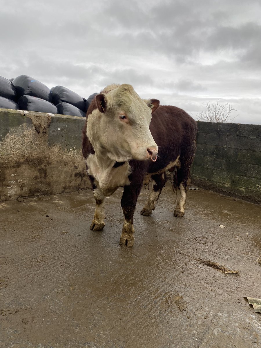 Creggpark Umar PP in his new residence just up the road in Carheeney 💪🏻