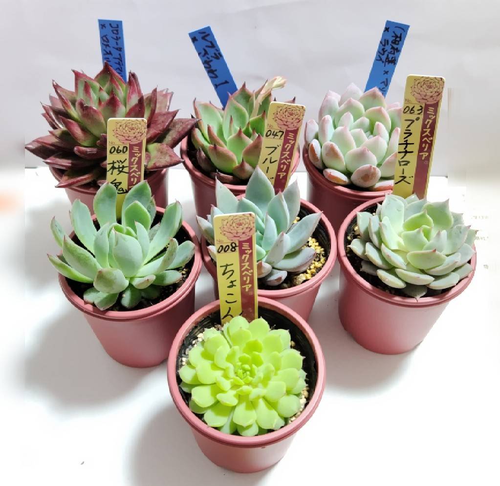 1年後 キレイに育てる難しさよ 好きに育ってもらっていいっちゃいい