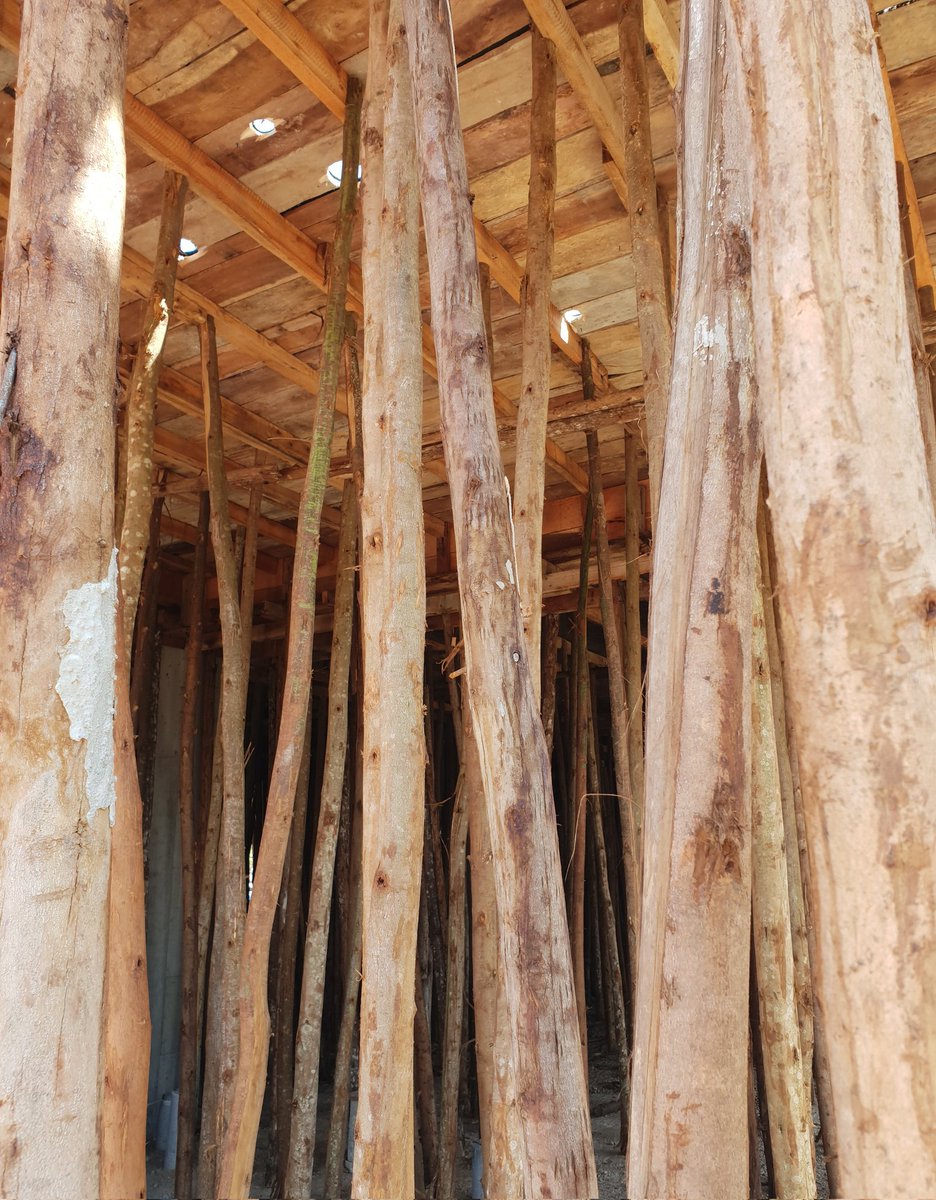 akech_andrew's tweet image. Engineers first keep quiet, clients what is the name of these wooden poles?