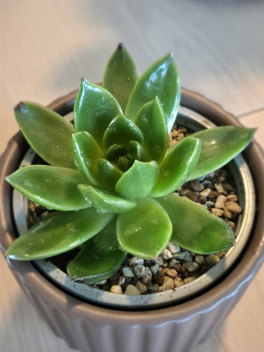 ShadowPoro tweet media