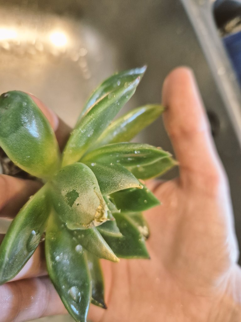 ShadowPoro tweet media