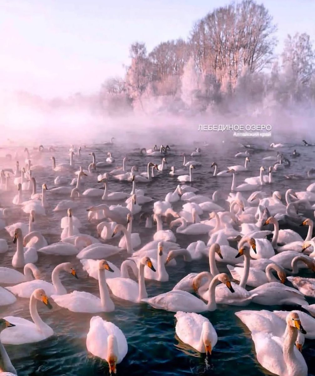 ☀Günaydın, Türkiye!

🦢Kuğu sığınağı, Svetloye gölü, #Altay Krayı, #Rusya🇷🇺

📸Tatiana Pechenina

#Rusyayıtanıyalım #Rusyadagezilecekyerler