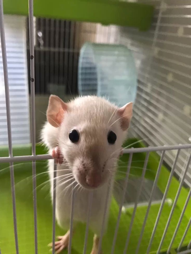 a rat squeaks to u in a little voice.. "raturday"