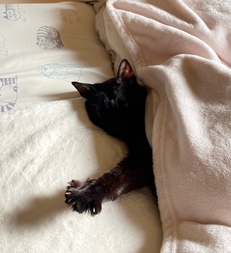 jijimarukochan's tweet photo. 寒い日は猫も中々お布団から出られないよね🥺 https://t.co/6qvqziT7z2
