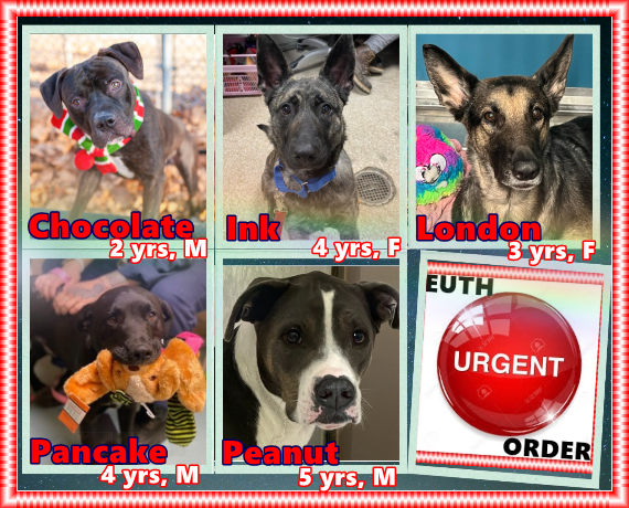 pfeifferpack's tweet photo. NYCACC still has 5 euth ordered that urgently need fosters or they will die. @notthesameone2 to foster. Pledges help and reposts are essential. Don't let them die. https://t.co/0rD0j5T4FV