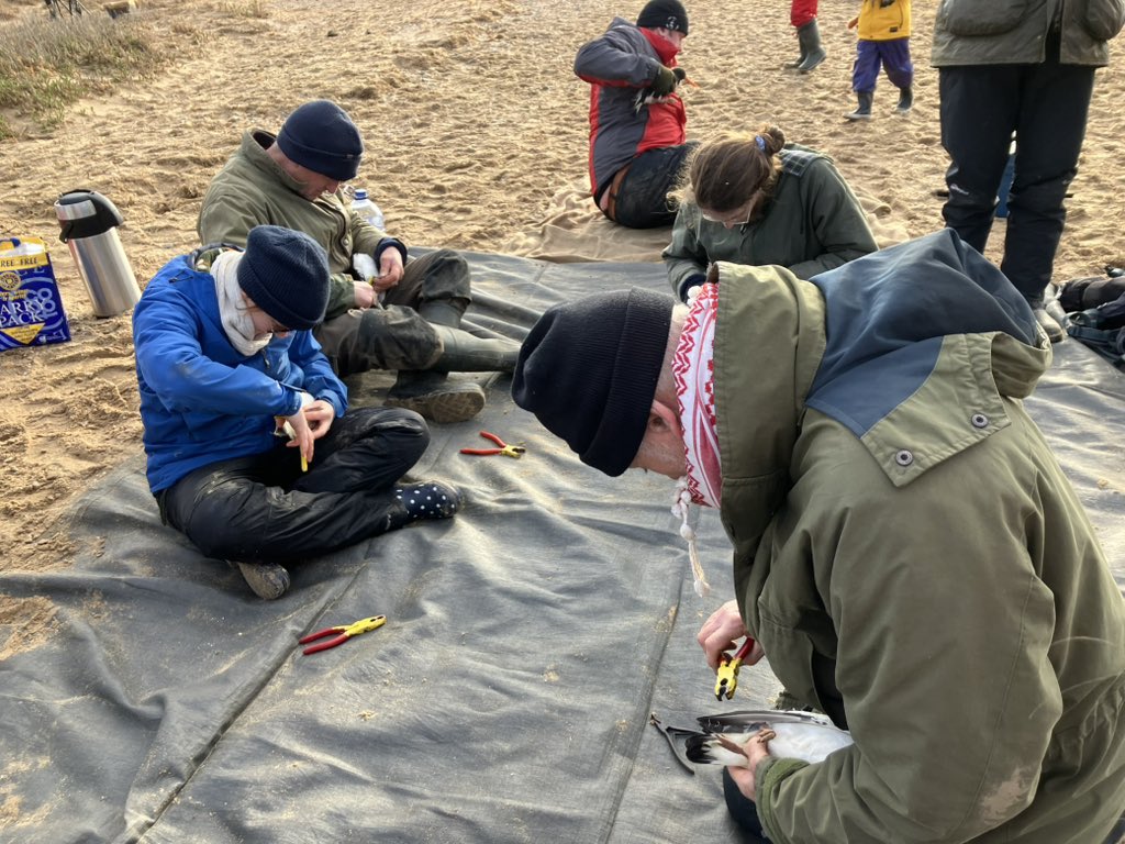 Wonderful to see the work of Wash Wader Research Group, ringing &amp; data gathering from 330 Oystercatchers netted this morning. Mostly Scandinavian birds, some over 20 years old. Vital information collected to monitor the state of The Wash &amp; its globally important bird life.
