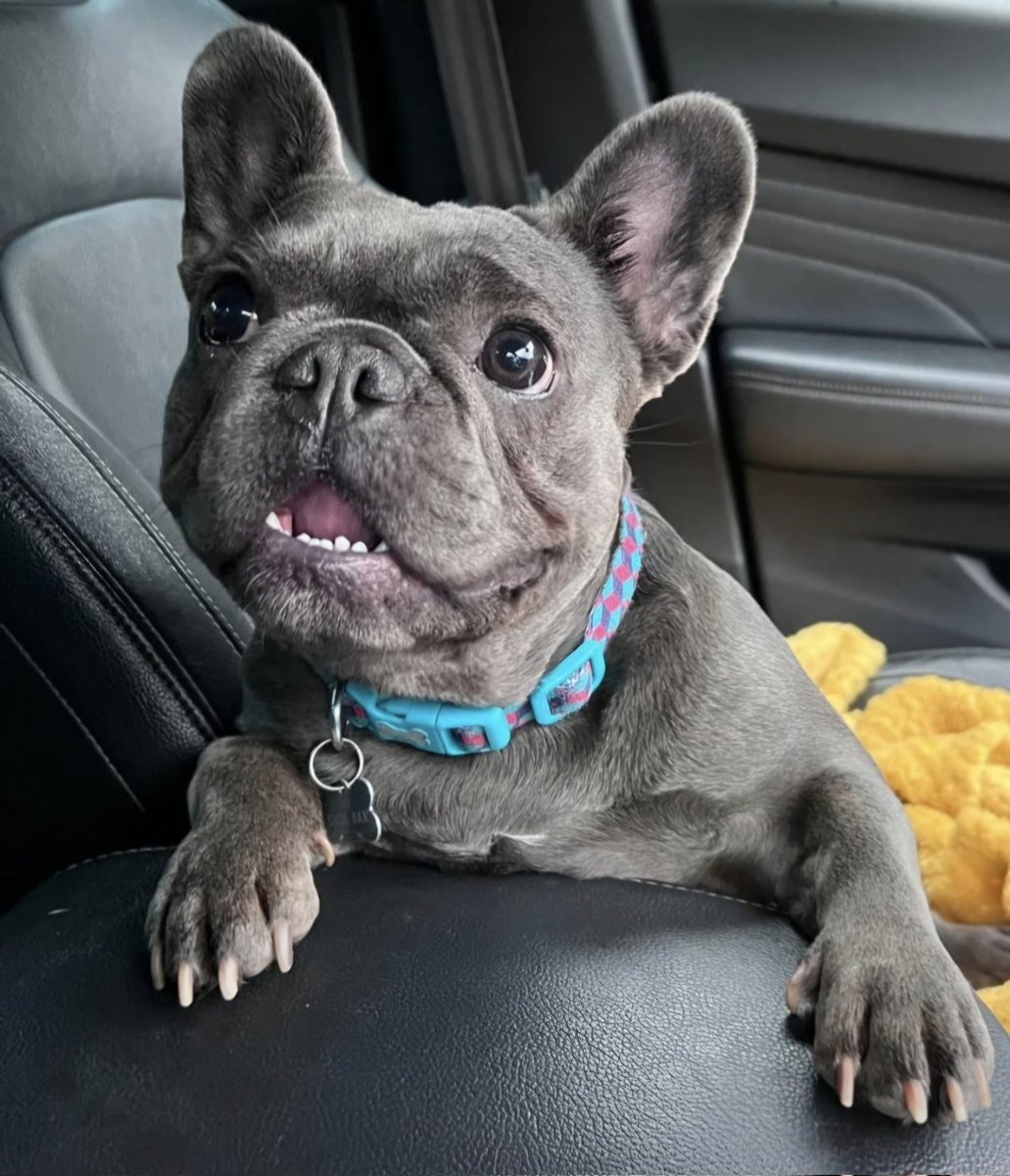 JaideeSam's tweet image. Don't wanna post, get excited and it not go to plan... But me and my fiancée have this gorgeous girl moving in with us on Tuesday!