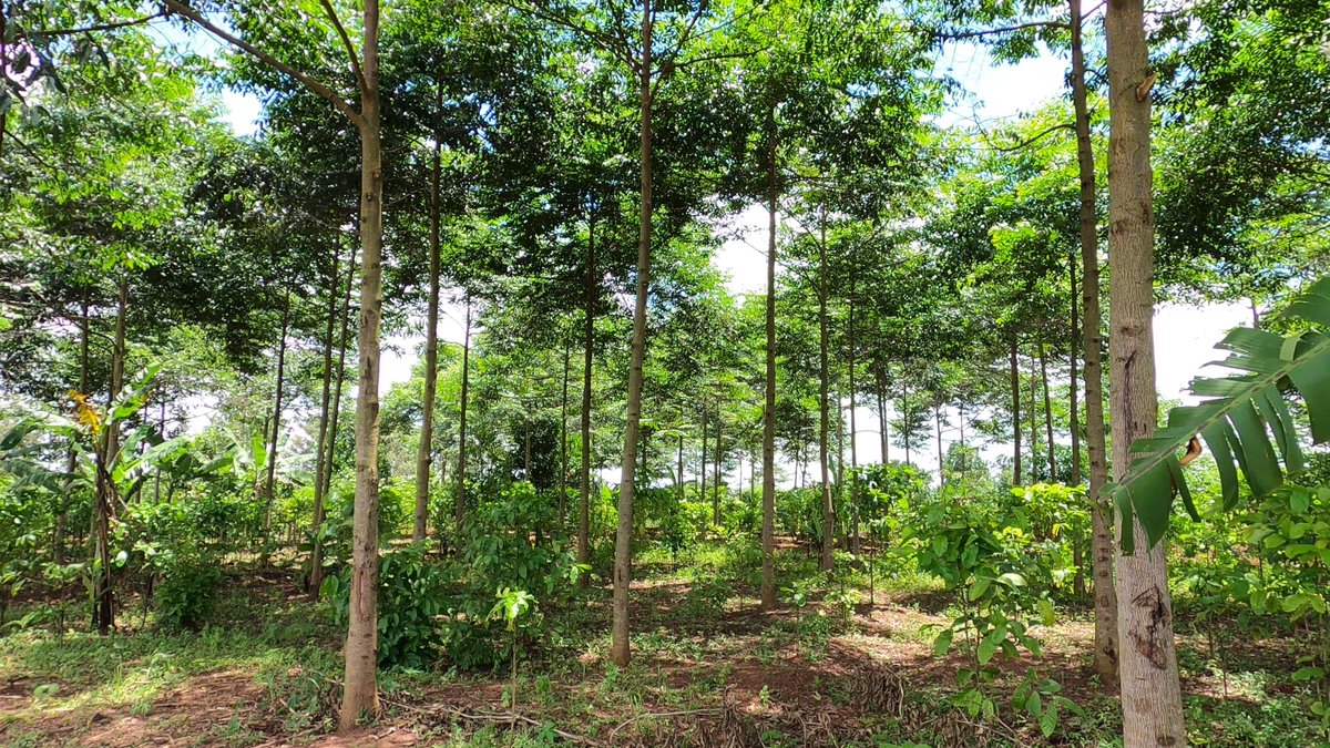 senu_org's tweet photo. We’re planting fruit trees for the next generation’s health and the planet’s future. Each tree brings food, shade, and valuable carbon credits, making climate action part of everyday life in our schools and communities. #FoodForFuture #GreenUG #GrowingTree https://t.co/431paoMgrr