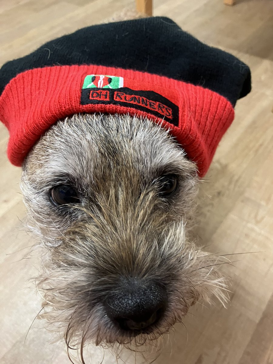 This took quite a few attempts, so I did get quite a few treats 😊🐾
#HatsOnForEric 
#BTPosse