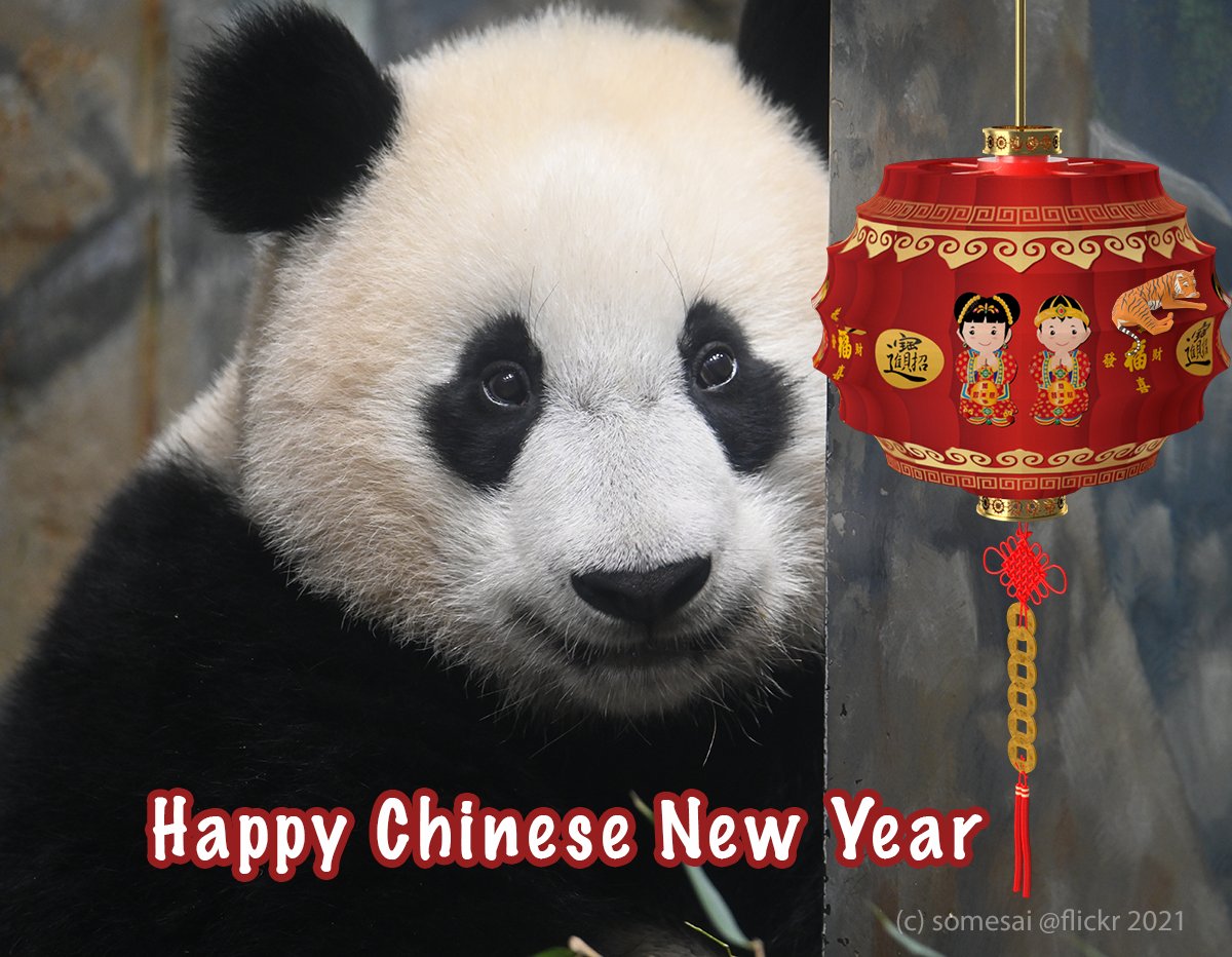 somesay's tweet image. I hope every had a great #ChineseNewYear2025.

#panda #giantpandas #nationalzoo #dcpandas
