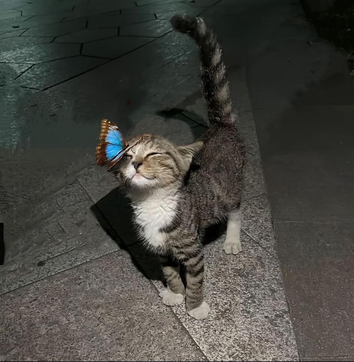 smol silly cat (@catsillyness) on Twitter photo  smol silly cat (@catsillyness) on Twitter photo