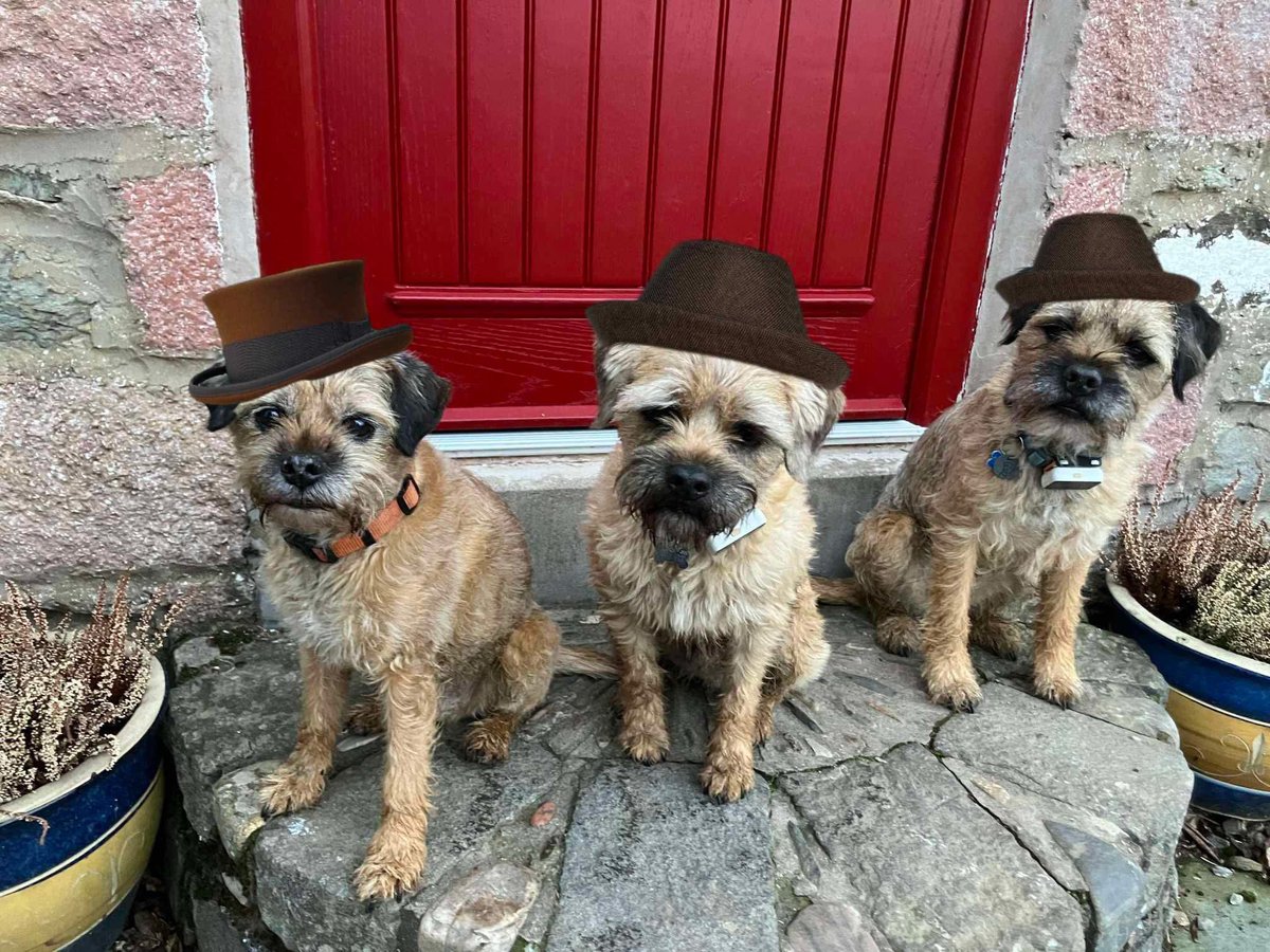 Lord Fergus the Fearless (@thomasaterrier) on Twitter photo Finkin of our grate pal (and Thomas’s bestest frenemy) <a href="/erictheborder/">Mrs Eric...(Prof Eric 🎓) 🌈</a> ❤️❤️ #HatsOnForEric #BTPosse Finkin of our grate pal (and Thomas’s bestest frenemy) <a href="/erictheborder/">Mrs Eric...(Prof Eric 🎓) 🌈</a> ❤️❤️ #HatsOnForEric #BTPosse
