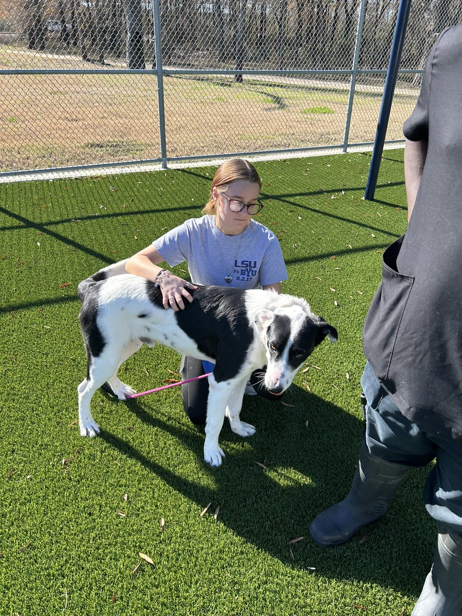 Baytown Sterling Golf Team tweet media