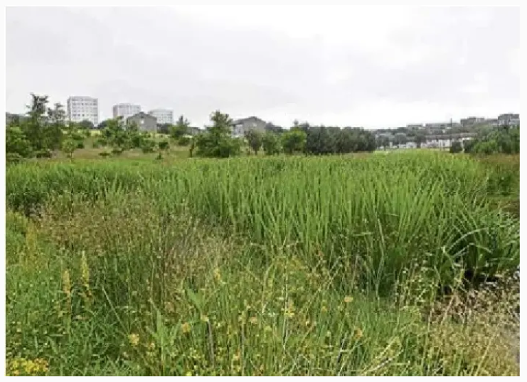 pressreader.com/uk/the-press-a…  St Fittick's Park - vital greenspace for Aberdeen