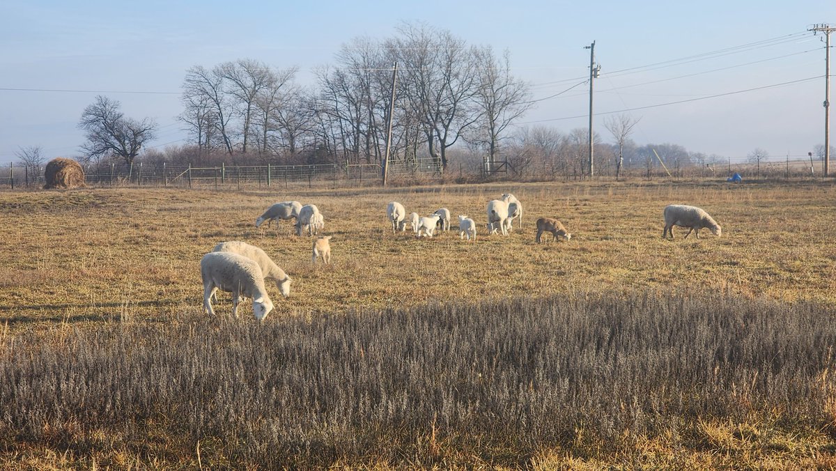 StarPost_Farm's tweet photo. The Ewes and Lambs are enjoying the warm day and sun today out on the field. The lambs are sure growing fast even though they're a month old overall. #Xlamb #lambs #sheep #OKfarmer #farmer #XFarm #Oklahoma #farms https://t.co/pBLqW8ISqK