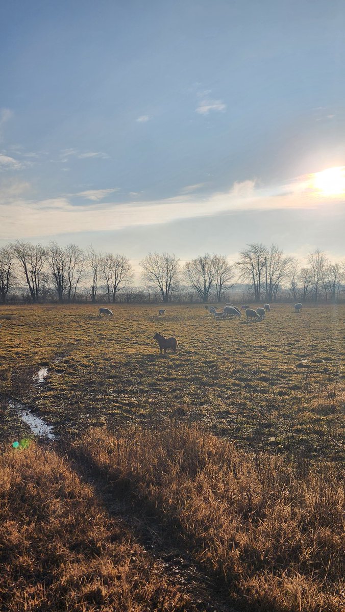 StarPost_Farm's tweet photo. The Ewes and Lambs are enjoying the warm day and sun today out on the field. The lambs are sure growing fast even though they're a month old overall. #Xlamb #lambs #sheep #OKfarmer #farmer #XFarm #Oklahoma #farms https://t.co/pBLqW8ISqK