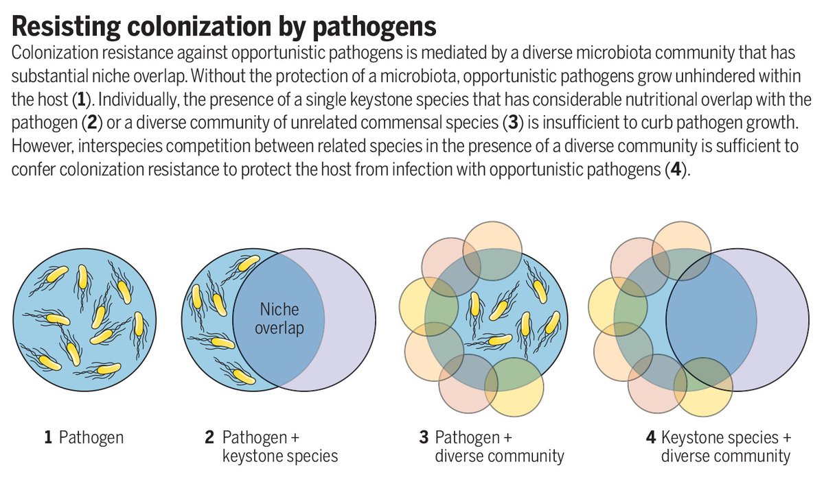 Diverse gut microbiomes protect against pathogens by blocking nutrient access, according to a 2023 Science study. The findings highlight why #microbiome diversity is important to human health. 

Learn more in this #SciencePerspective: scim.ag/3WGid8Z #ScienceMagArchives