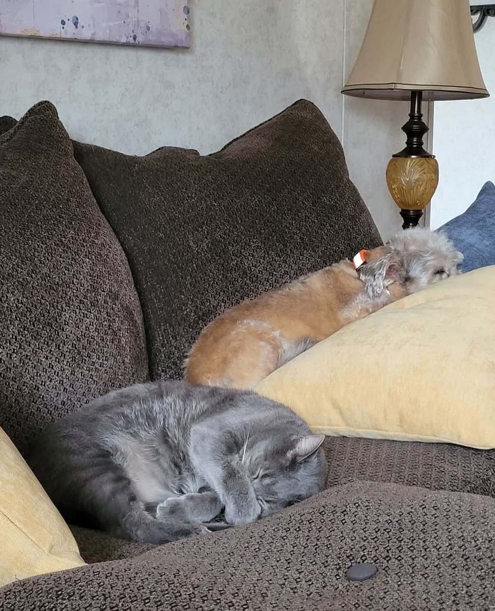 MariettaDaviz's tweet image. It's official. Nap time has begun here on this Saturday morning. 💤
#Reedus #Katt