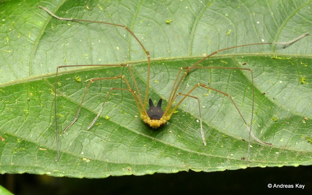 AMAZlNGNATURE's tweet photo. Apparently there's a thing called a bunny harvestman and it's absolutely adhorrible.

📸: Andreas Kay https://t.co/Bv5HsMaxbf