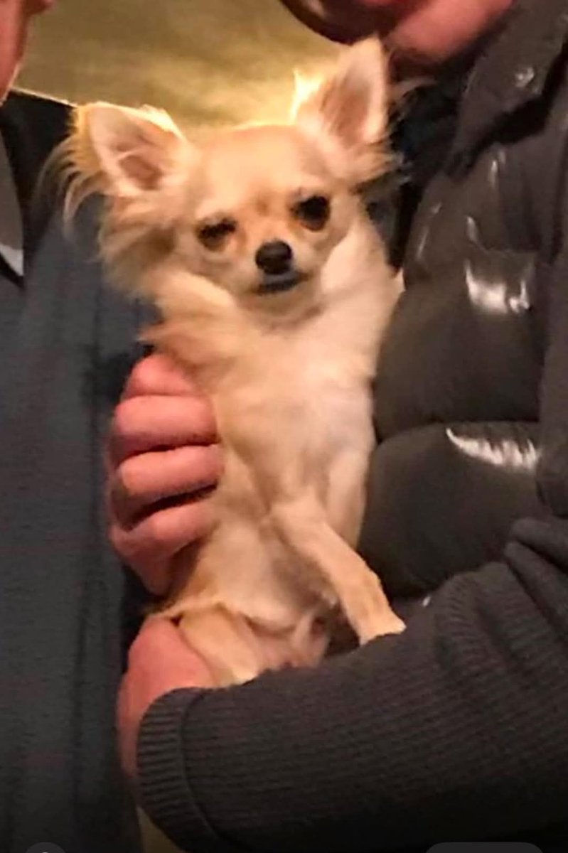 MissingPetsGB's tweet photo. 🐕PLEASE SHARE URGENT

HELP.FIND MISSING TIMMY, SUPPORT DOG TO ELDERLY MAN WITH VASCULAR DEMENTIA

Missing Chihuahua £1000 Reward
He went missing early morning 31 January 2025 from his garden in Gayton Heights, Enderby #Leicestershire #LE19
 If anyone sees him please call https://t.co/rcvAVmd3Ud
