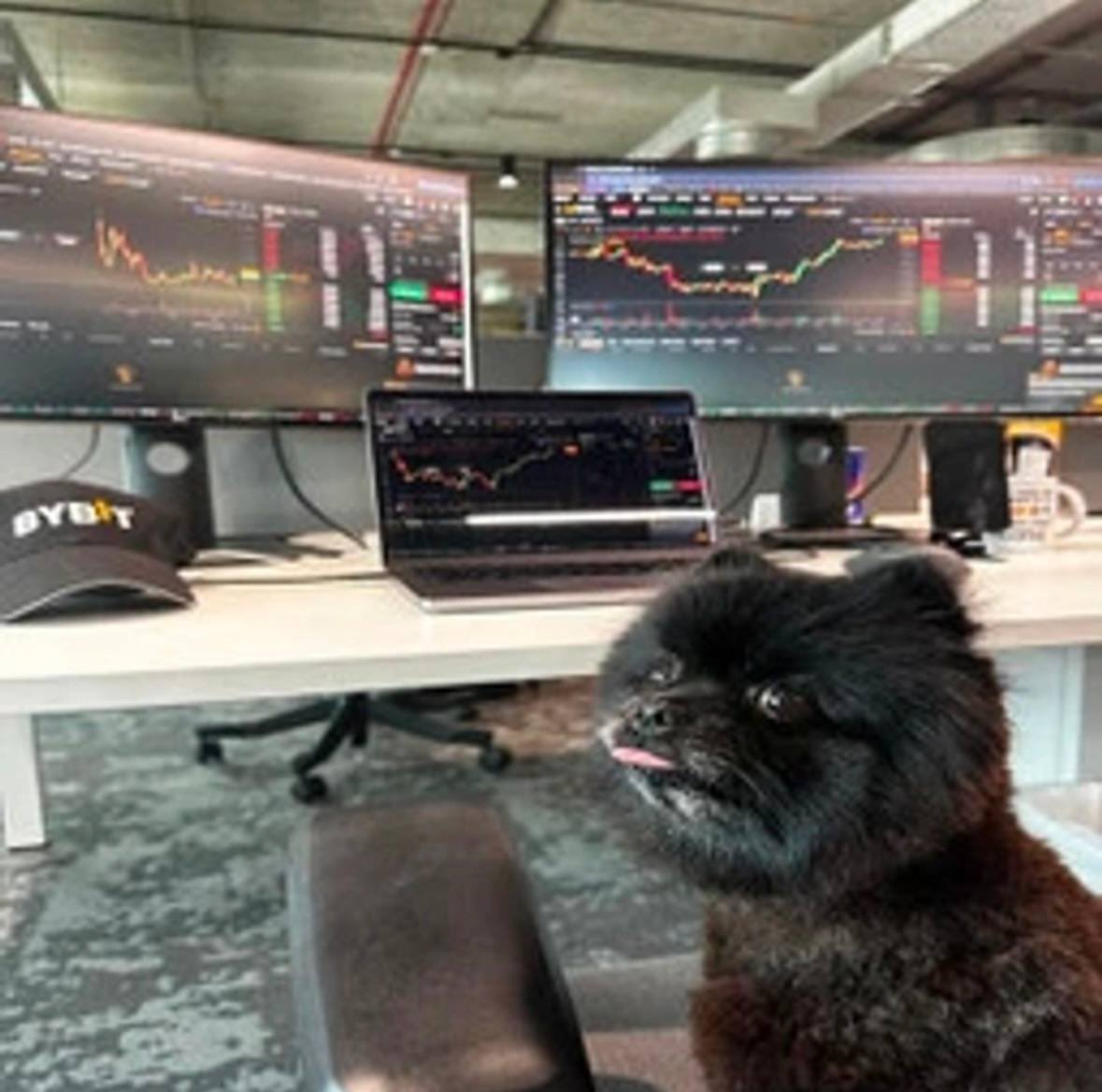 The trenches need a good runner man

I think $shadow is it bro

<a href="/Bybit_Official/">Bybit</a> , we are working and you have 70% of the supply.

Would be awesome if we could get a listing at the right marketcap

Rather you have the 70% supply than some bad actor.