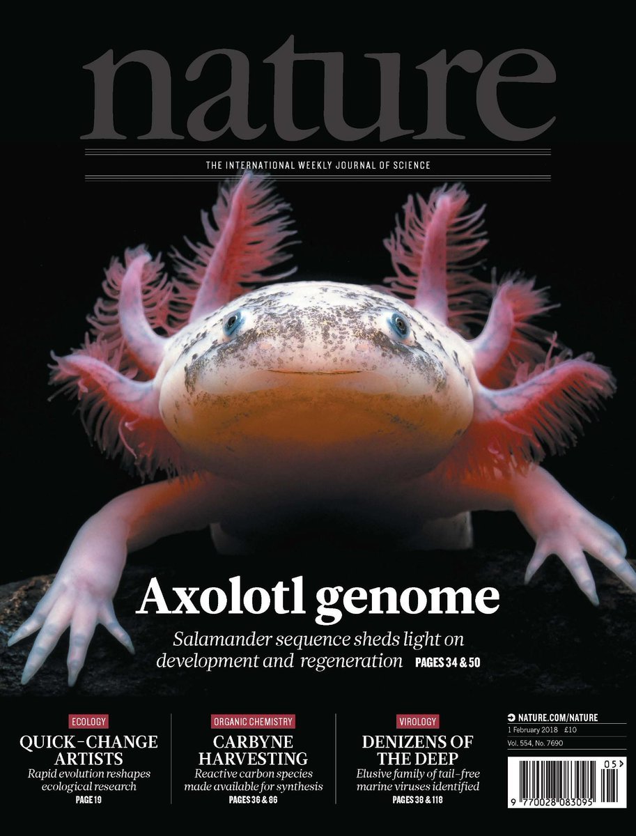 CruzRamirezLab1's tweet photo. El 1 de febrero del 2018 la la revista científica Nature publicó la secuenciacón completa del genoma del Ajolote de Xochimilco y fue su portada. 
Lo que inspiró al Senado de la República para decretar este día como el Día Nacional del Ajolote. https://t.co/qYDyEHfFA2