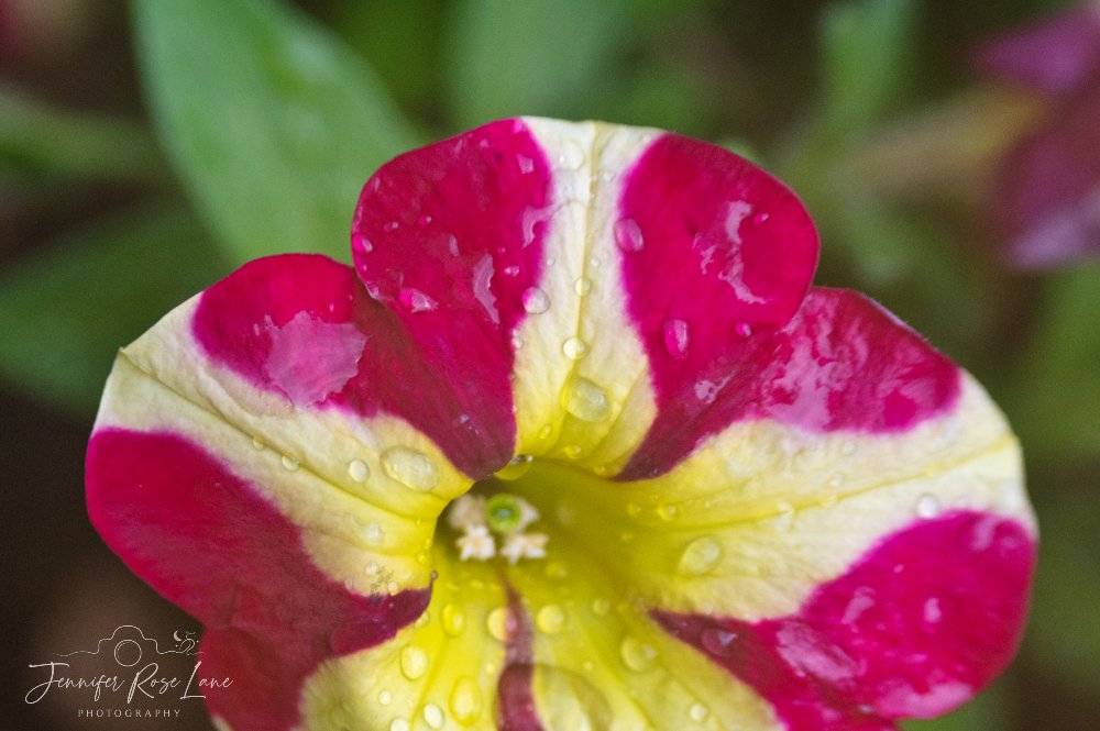 Jennifer Rose Lane (@jens_starry_sky) on Twitter photo "The art of peace is about balancing your heart in the chaos of everyday life." 💕 Happy first day of February 🥰 #HeartsInNature #NaturalHearts #hearts #HelloFebruary <a href="/ThePhotoHour/">#ThePhotoHour</a> <a href="/MacroHour/">#MacroHour 🌿</a> "The art of peace is about balancing your heart in the chaos of everyday life." 💕 Happy first day of February 🥰 #HeartsInNature #NaturalHearts #hearts #HelloFebruary <a href="/ThePhotoHour/">#ThePhotoHour</a> <a href="/MacroHour/">#MacroHour 🌿</a>
