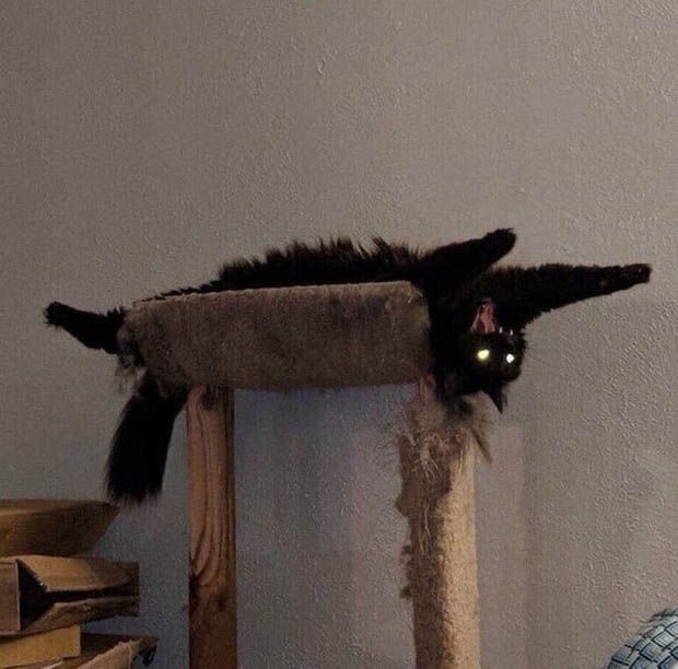 Black cats are not bad luck (@visualscat) on Twitter photo 